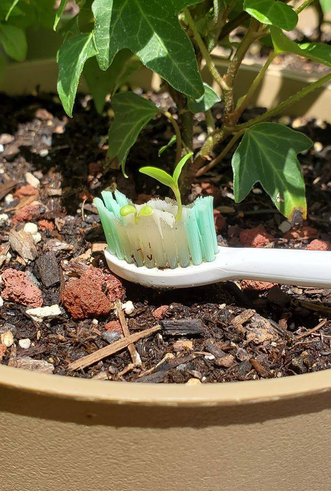 Toothbrush Sprout - Brad Mossman