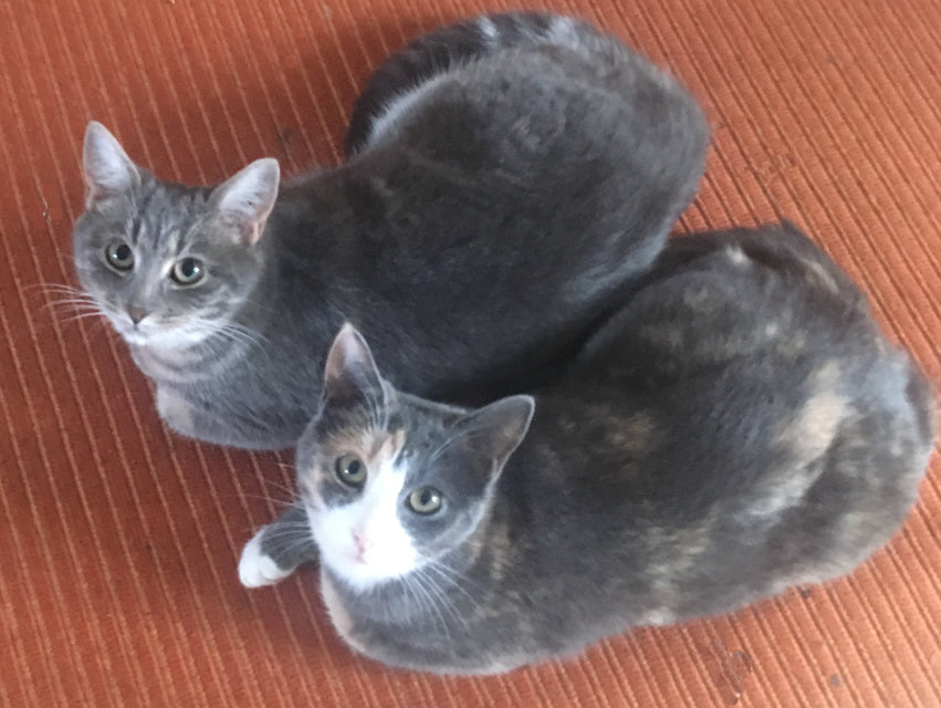 Maggie And Rosie - Brad Mossman