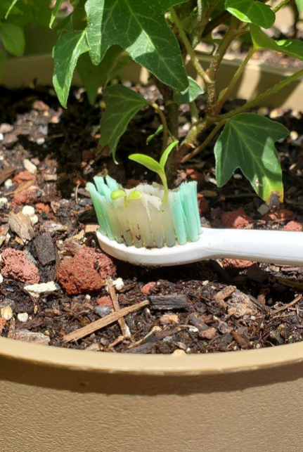 Toothbrush Sprout Hoodie