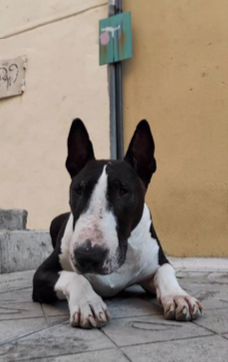 Fairy Balance Hoodie - Brad Mossman