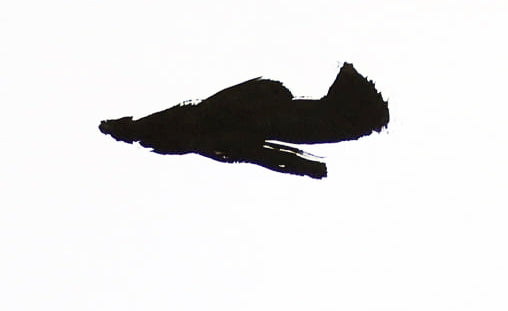 Tree Shaker - Brad Mossman