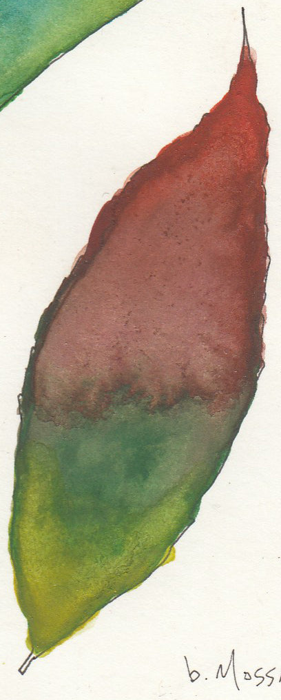 Two Leaves 5 - Brad Mossman